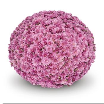 Chrysanthemum morifolium 'Cipriani Pink' 