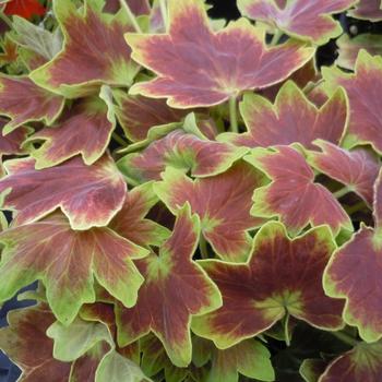 Pelargonium x hortorum 'Vancouver Centennial' 