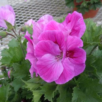 Pelargonium x domesticum 'Lilac Sachet' 