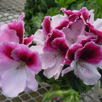 Pelargonium x domesticum 'Purple Majesty' 