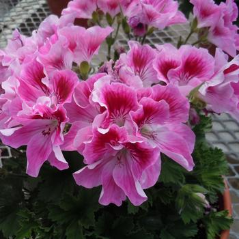 Pelargonium x domesticum Elegance™ 'Cherry Blush'