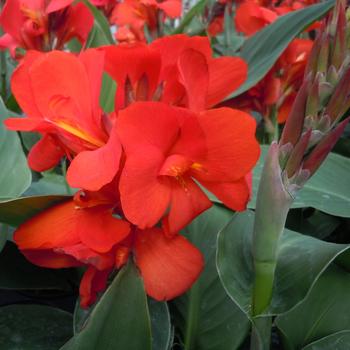 Canna x generalis 'Scarlet' 