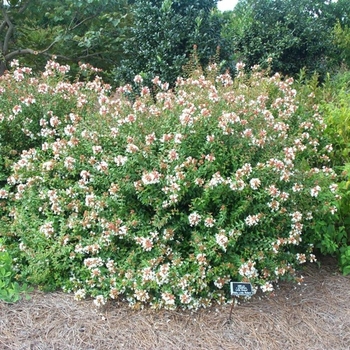 Abelia x grandiflora 'Little Richard' 