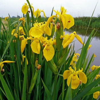 Iris pseudacorus 'Variegata' 