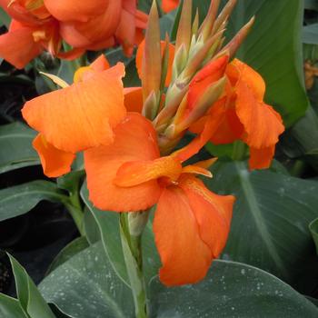 Canna x generalis 'Orange Shades' 