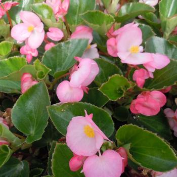 Begonia x benariensis Big™ 'Pink Green Leaf'