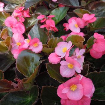 Begonia x benariensis 'Rose Bronze Leaf' 