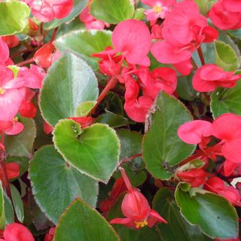 Begonia x benariensis 'Red Green Leaf' 