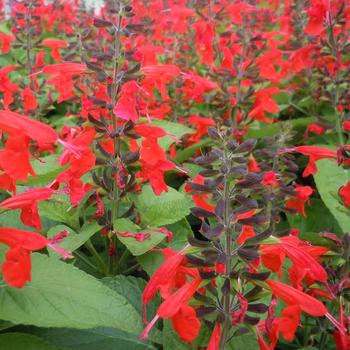 Salvia coccinea 'Hummingbird Forest Fire'