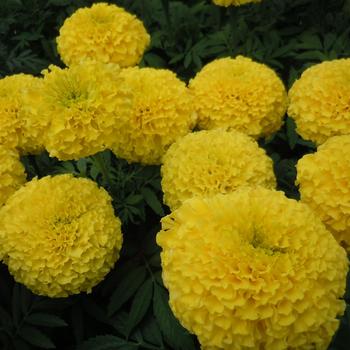 Tagetes erecta