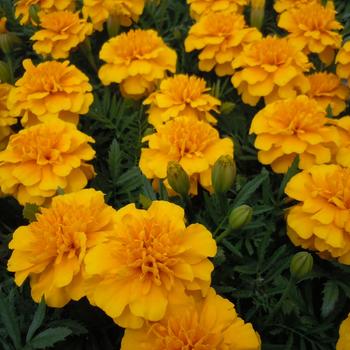 Tagetes patula Bonanza 'Gold'