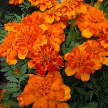 Tagetes patula 'Bolero Improved' 