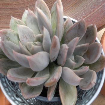 Echeveria 'Orion'