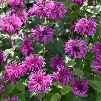 Monarda 'Bee-Free' 