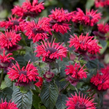 Monarda 'Jacob Cline' 