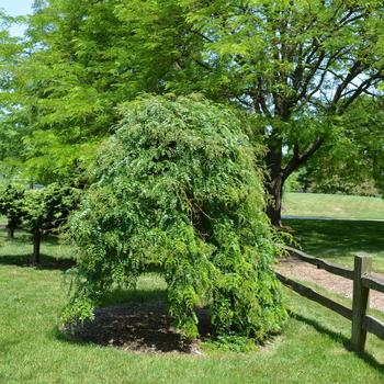 Gleditsia triacanthos var. inermis 'Emerald Cascade' 