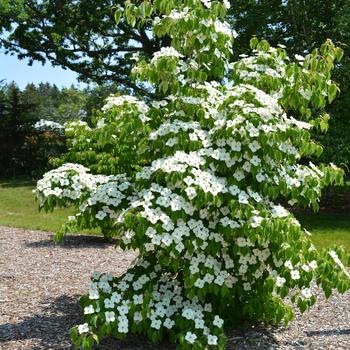 Cornus kousa 'Milky Way' 