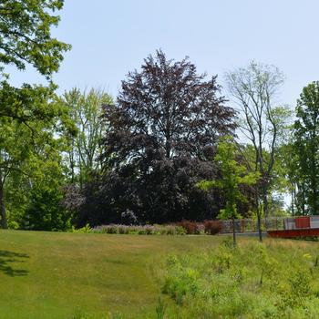 Fagus sylvatica 'Purpurea (Atropurpurea)'