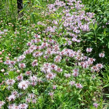 Monarda bradburiana