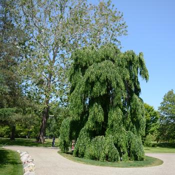 Cercidiphyllum japonicum 'Pendula' 