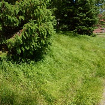 Sesleria autumnalis