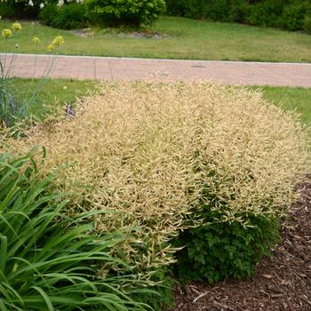 Aruncus 'Chantilly Lace'