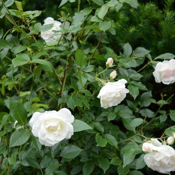 Rosa 'Iceberg'