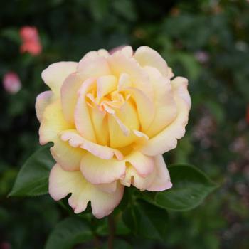 Rosa 'Peace' 