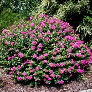 Lagerstroemia 'Pocosmoke' 