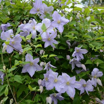 Clematis 'Blue Angel'