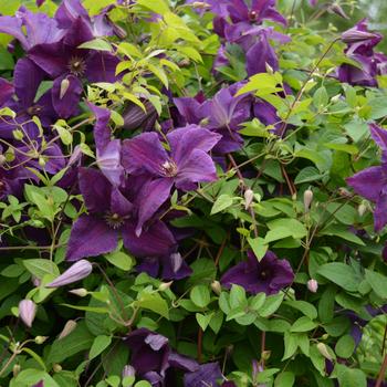 Clematis viticella 'Polish Spirit' 