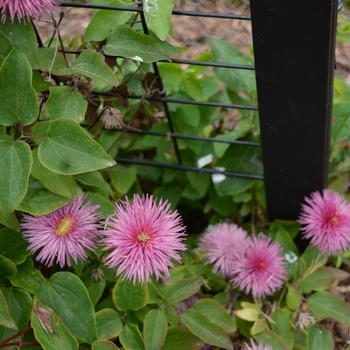 Clematis 'Kaiser' 