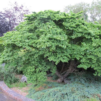 Ulmus x hollandica 'Jacqueline Hillier' 