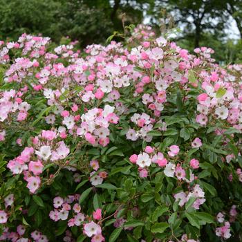 Rosa 'Ballerina' 