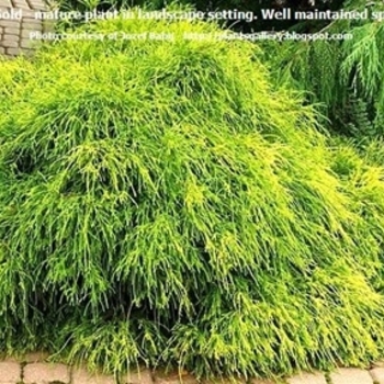 Chamaecyparis pisifera filifera 'King's gold' 