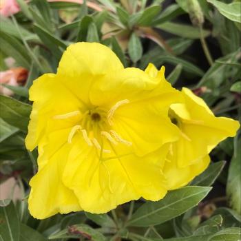 Oenothera speciosa