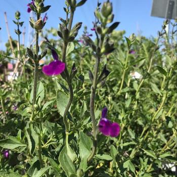 Salvia greggii 'Amethyst Lips' 