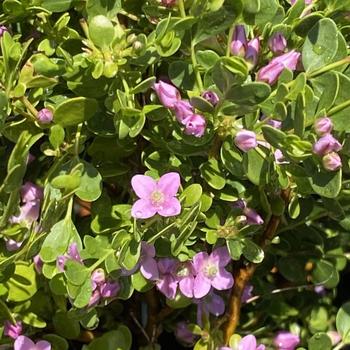 Boronia crenulata 'Shark Bay' 