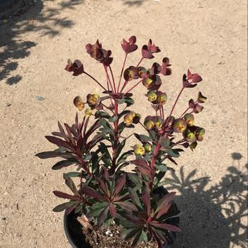 Euphorbia 'Miner's Merlot' 