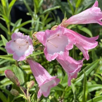 Penstemon 'Bev Jensen' 