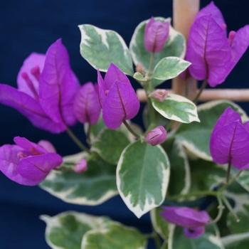 Bougainvillea 'Blueberry Ice' 