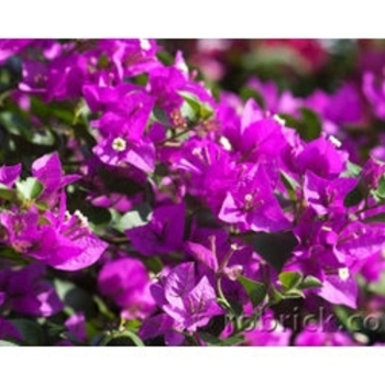 Bougainvillea 'Elizabeth Angus' 