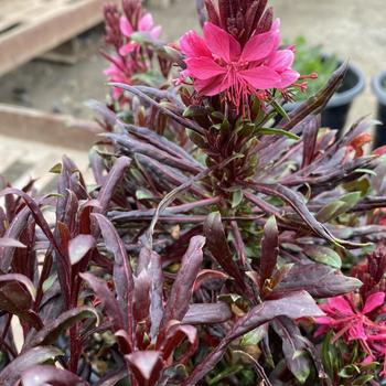 Gaura lindheimeri 'Series' 