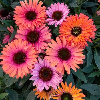Echinacea 'Sunseekers Rainbow' 