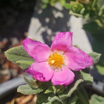 Cistus 'Victor Reiter' 