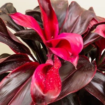 Cordyline terminalis 'Ruby' 