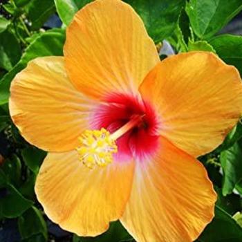 Hibiscus rosa-sinensis 'Socialite™' PP26091