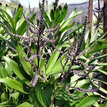 Cordyline fruticosa 'Soledad Purple' 