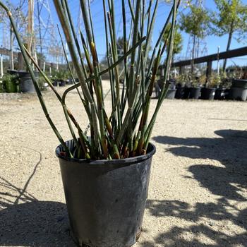 Chondropetalum elephantinum