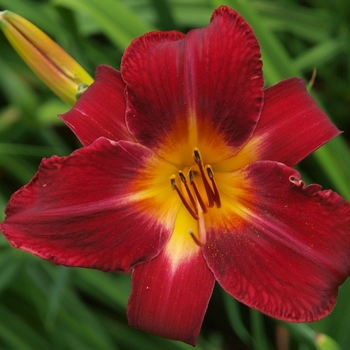 Hemerocallis 'Red Volunteer' 